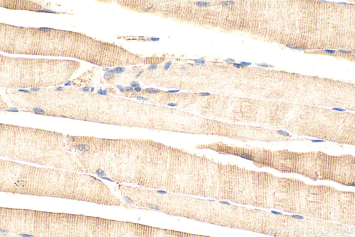 IHC staining of mouse skeletal muscle using 24306-1-AP