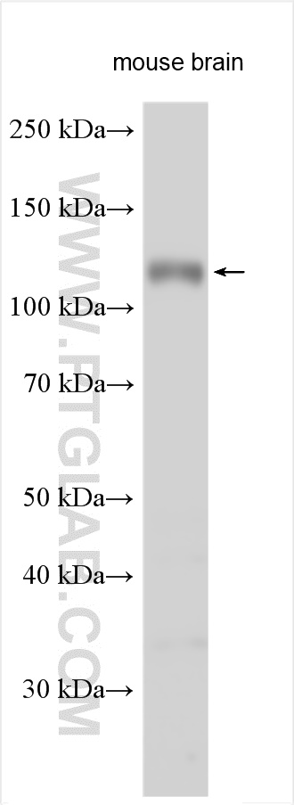 WB analysis using 24814-1-AP