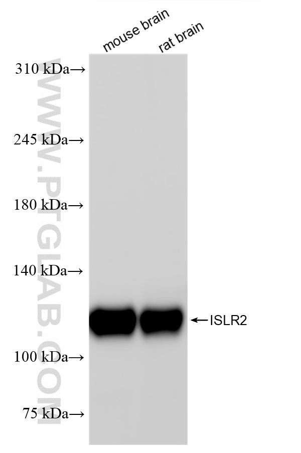 WB analysis using 84076-3-RR (same clone as 84076-3-PBS)