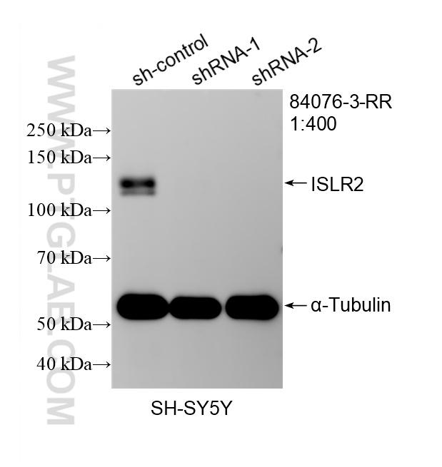 WB analysis of SH-SY5Y using 84076-3-RR