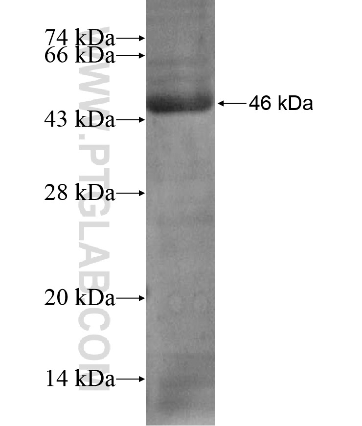 ISM2 fusion protein Ag17390 SDS-PAGE ISM2 fusion protein Ag17390 SDS-PAGE