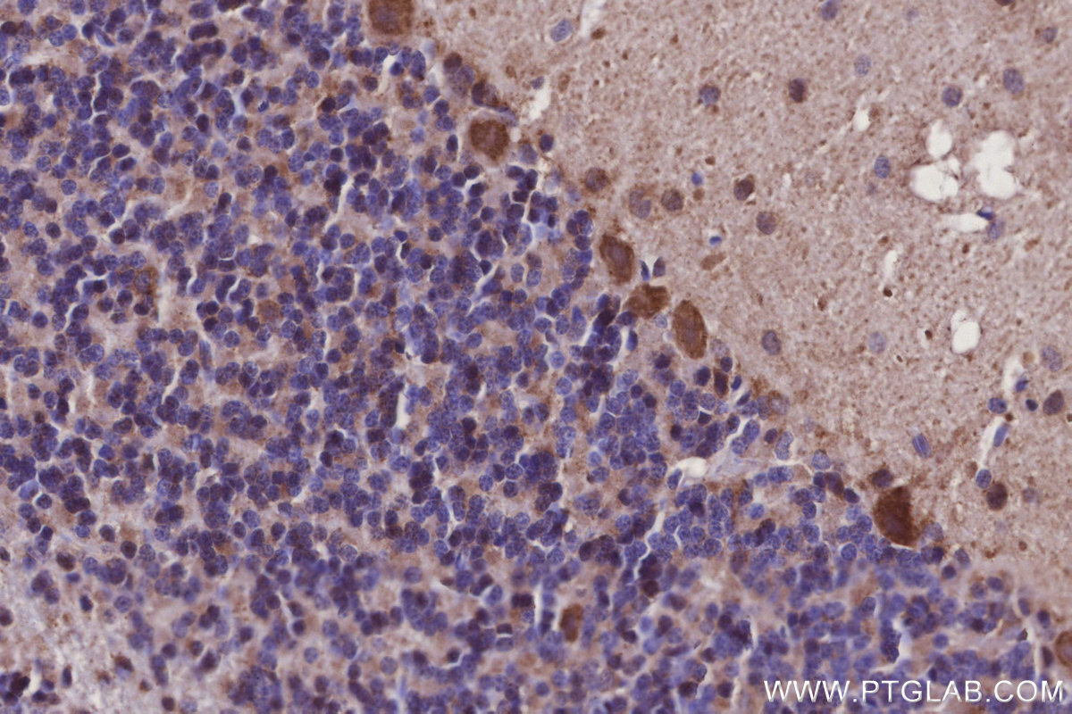 IHC staining of rat cerebellum using 27082-1-AP IHC staining of rat cerebellum using 27082-1-AP
