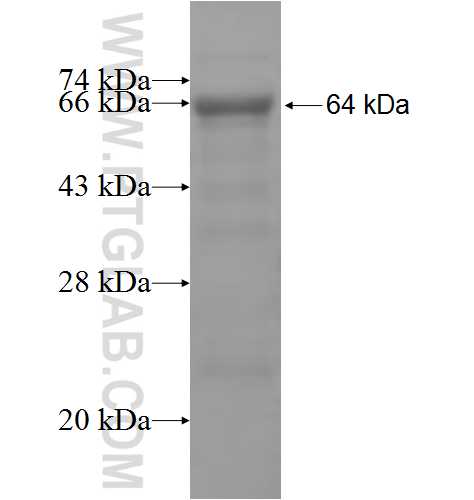 ISYNA1 fusion protein Ag5272 SDS-PAGE