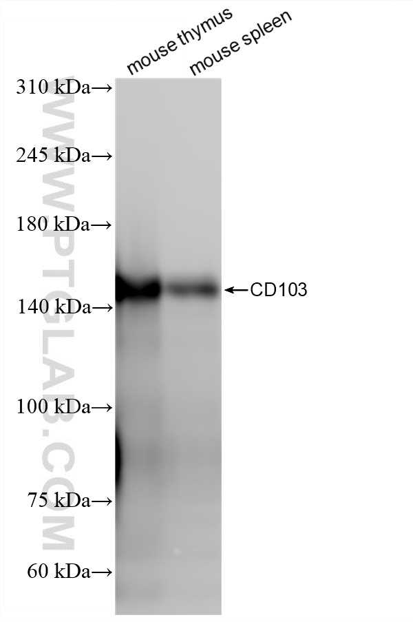 WB analysis using 87417-1-RR WB analysis using 87417-1-RR