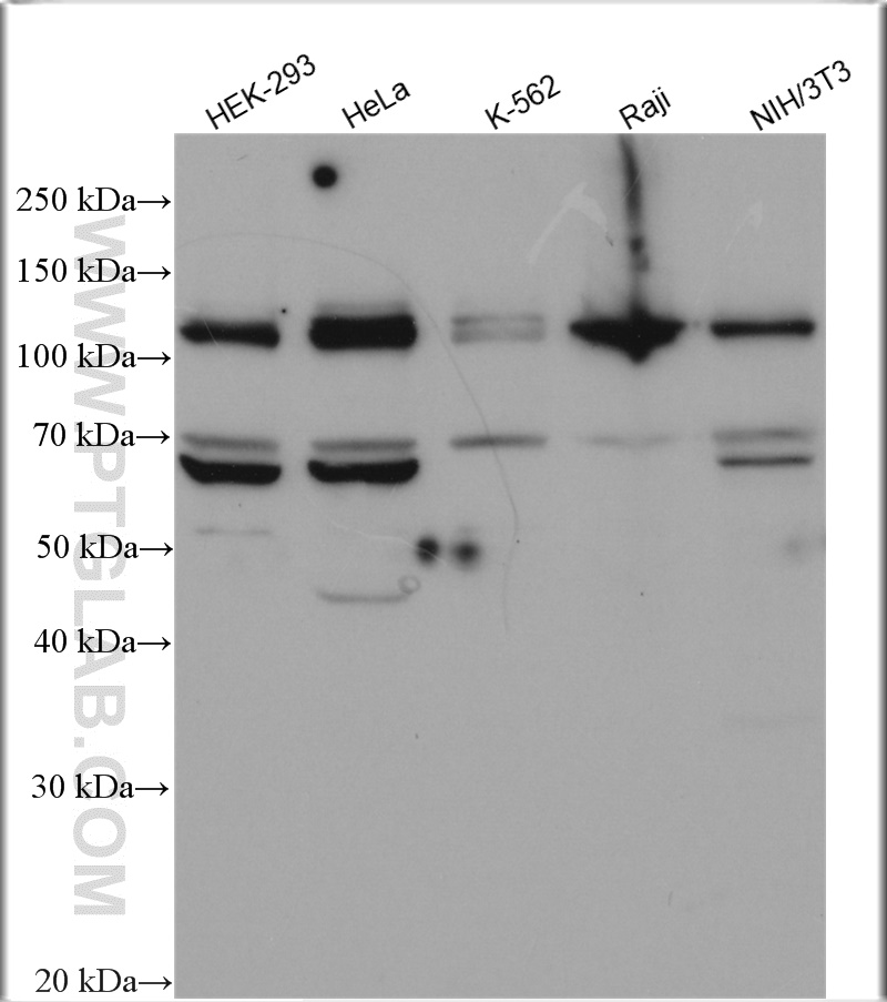 WB analysis using 20920-1-AP