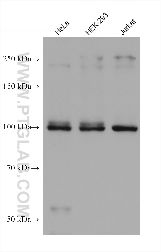 WB analysis using 67757-1-Ig (same clone as 67757-1-PBS)