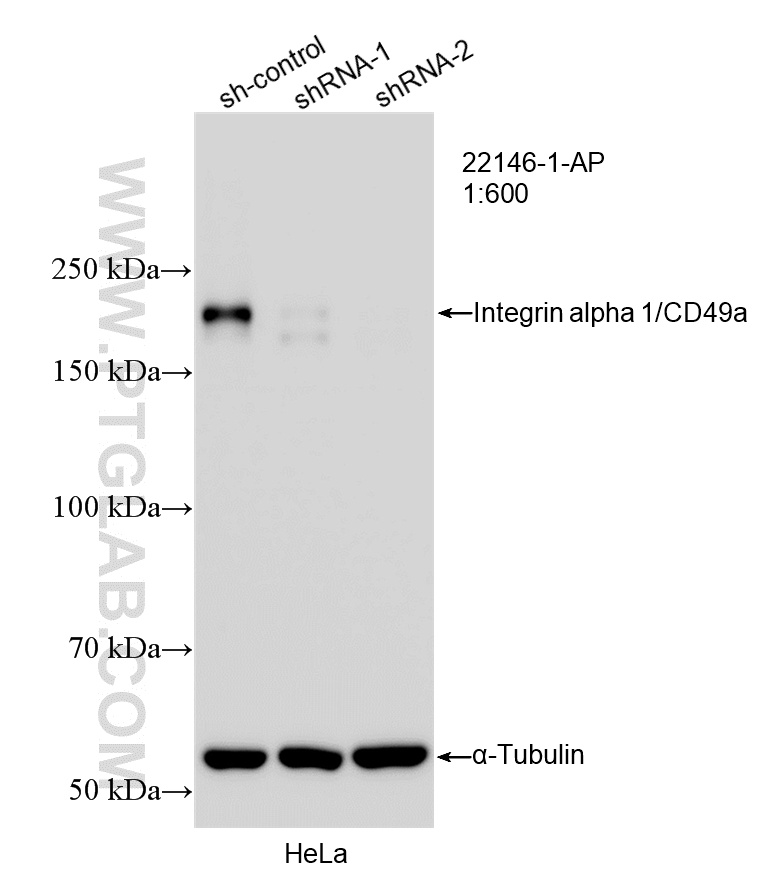 WB analysis of HeLa using 22146-1-AP