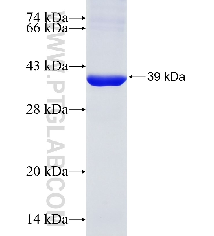 ITGA2 fusion protein Ag32780 SDS-PAGE