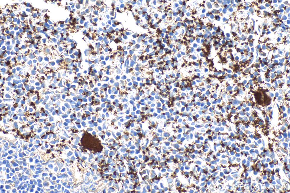 IHC staining of mouse spleen using 24552-1-AP