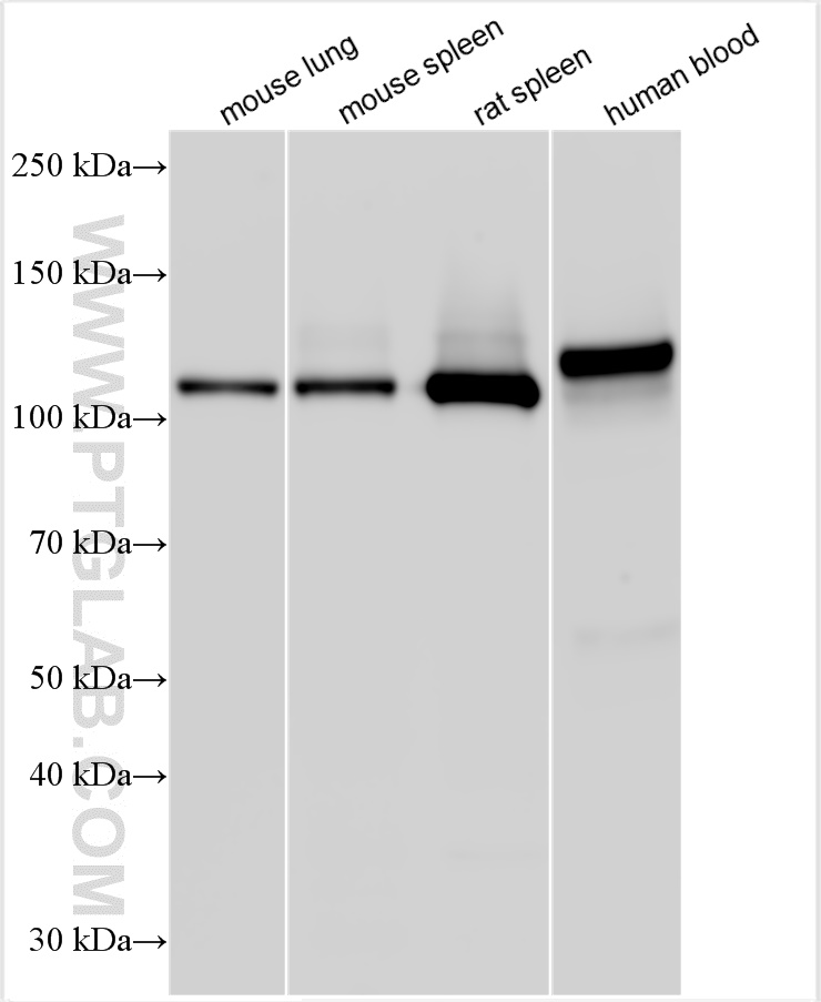 WB analysis using 24552-1-AP