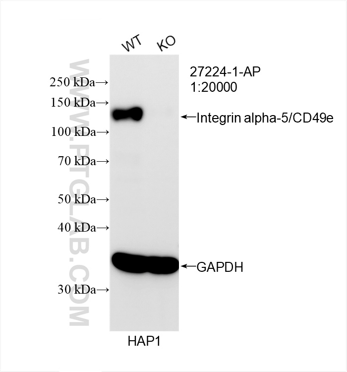 WB analysis of HAP1 using 27224-1-AP