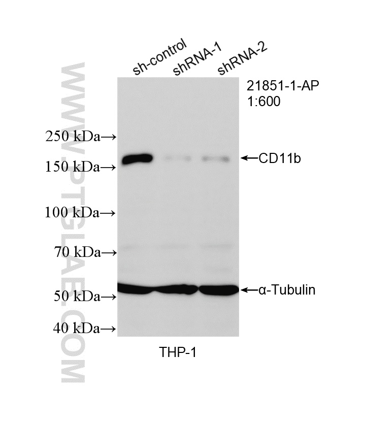 WB analysis of THP-1 using 21851-1-AP
