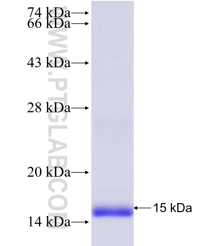 ITGAV fusion protein Ag24451 SDS-PAGE