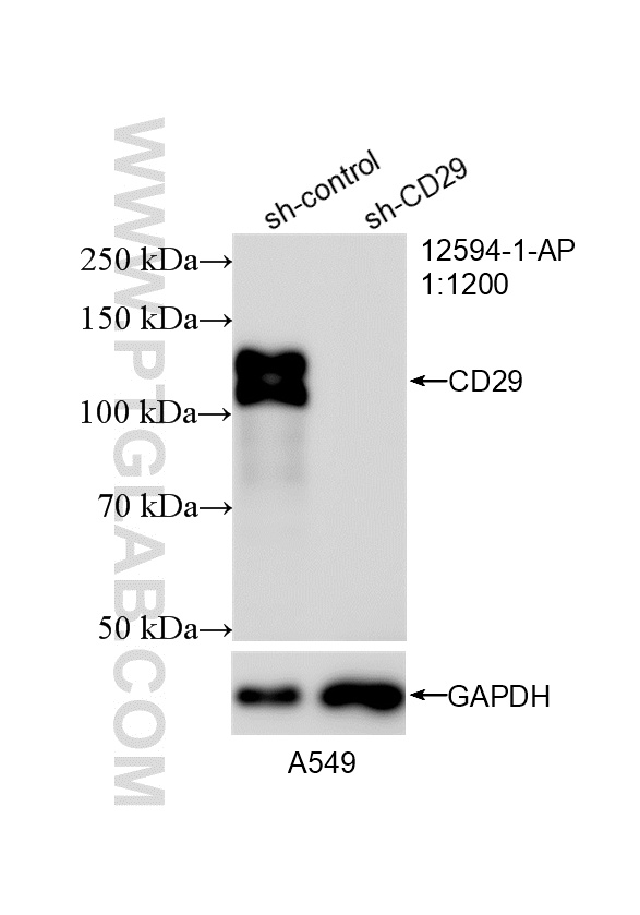 WB analysis of A549 using 12594-1-AP WB analysis of A549 using 12594-1-AP