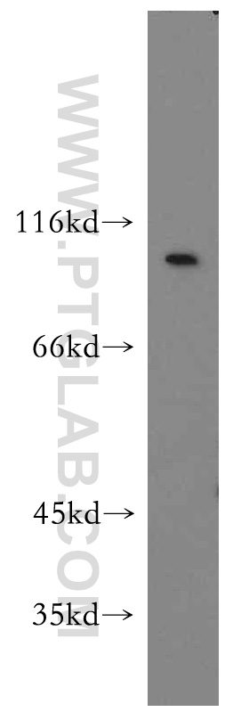 WB analysis of A549 using 19695-1-AP