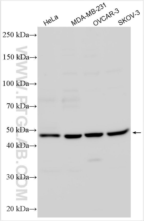 WB analysis using 30010-1-AP