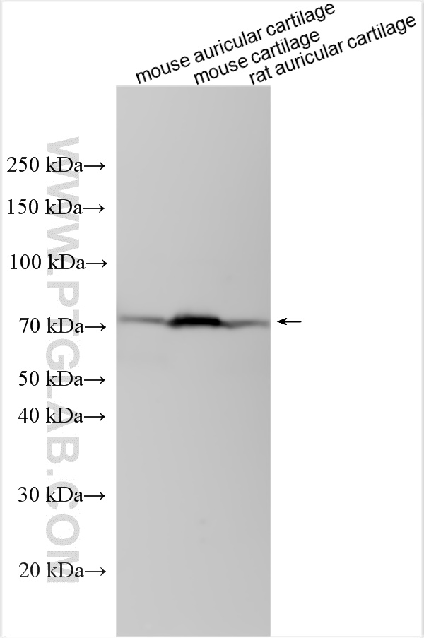 WB analysis using 21141-1-AP