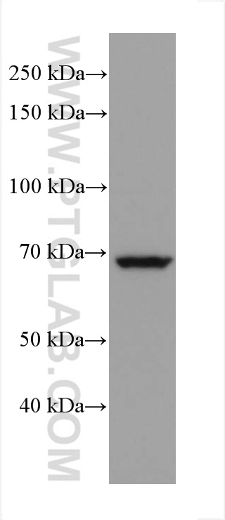 WB analysis of Jurkat using 67703-1-Ig