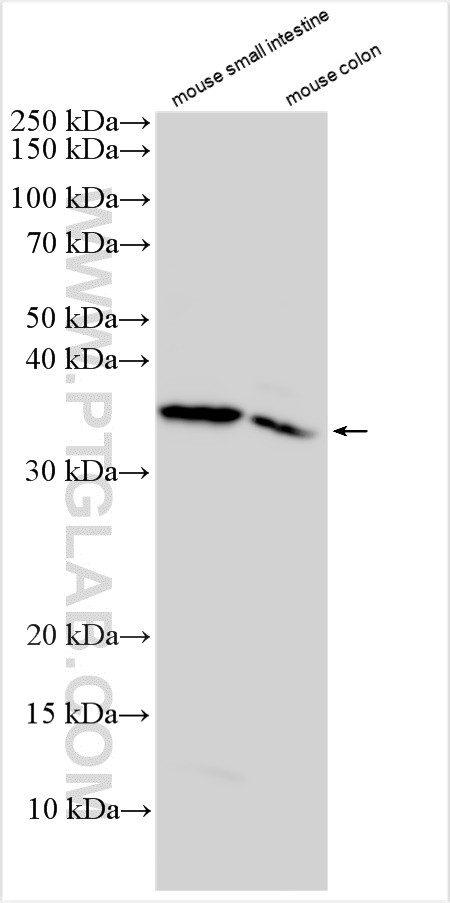 WB analysis using 18815-1-AP