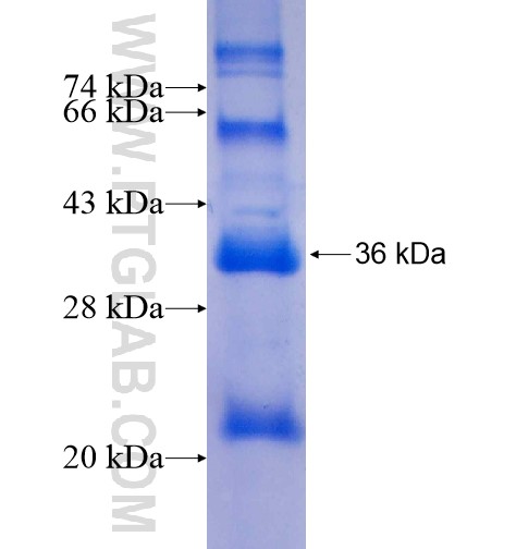 ITM2A fusion protein Ag7000 SDS-PAGE ITM2A fusion protein Ag7000 SDS-PAGE