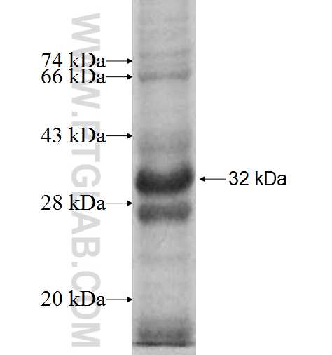 ITM2C fusion protein Ag4409 SDS-PAGE