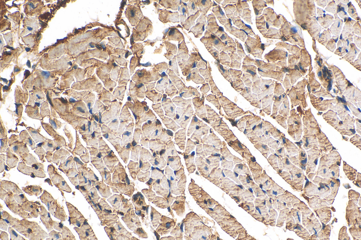 IHC staining of mouse heart using 16134-1-AP