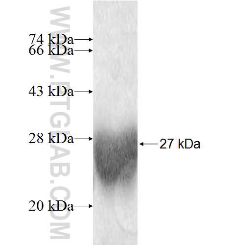 ITPA fusion protein Ag9262 SDS-PAGE