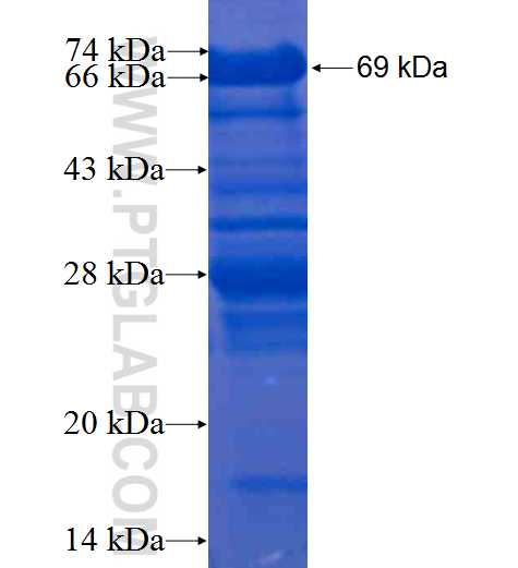 ITPKC fusion protein Ag5583 SDS-PAGE