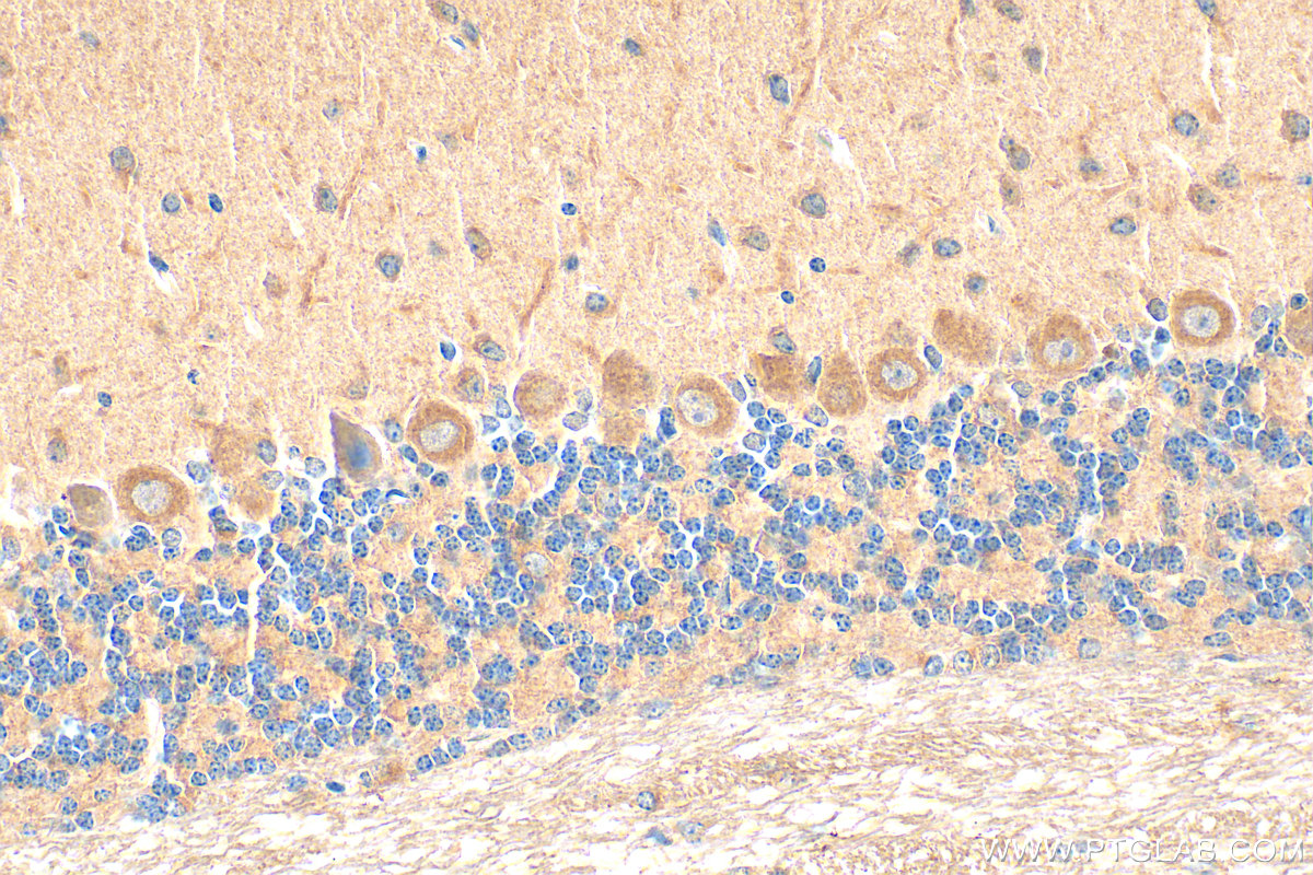 IHC staining of mouse cerebellum using 20729-1-AP