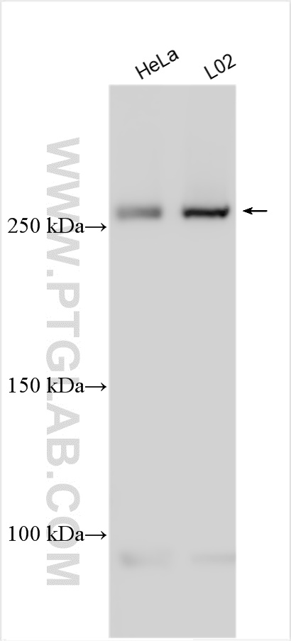 WB analysis using 20729-1-AP