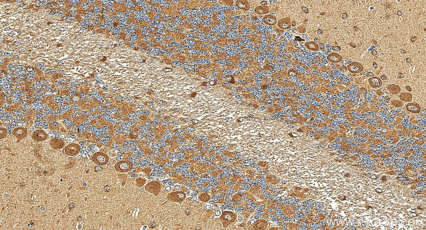IHC staining of mouse cerebellum using 88074-2-RR (same clone as 88074-2-PBS)
