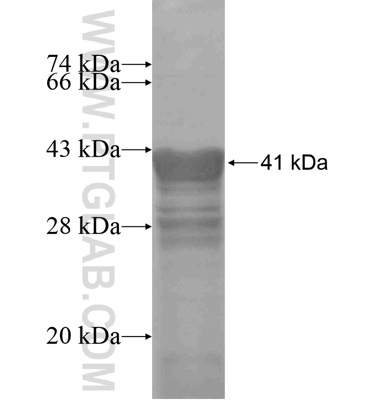 ITSN1 fusion protein Ag16511 SDS-PAGE