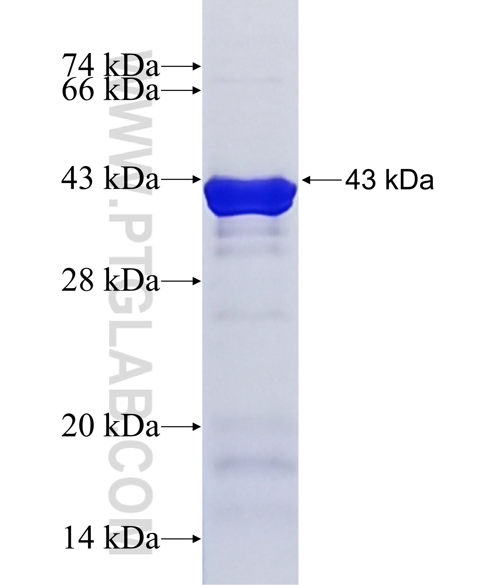 ITSN1 fusion protein Ag16511 SDS-PAGE ITSN1 fusion protein Ag16511 SDS-PAGE