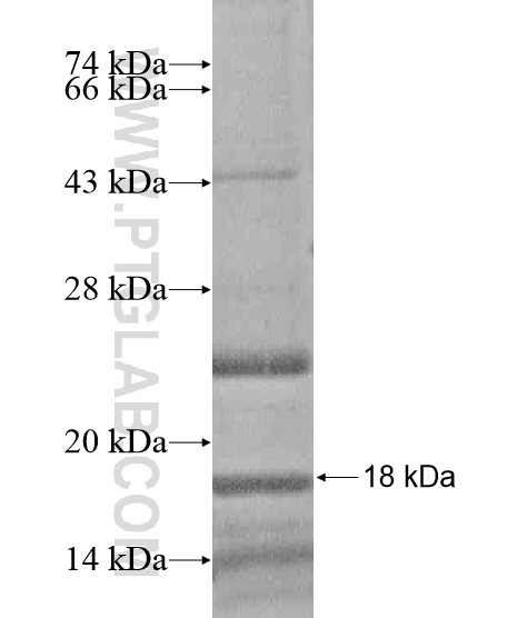 ITSN2 fusion protein Ag20273 SDS-PAGE ITSN2 fusion protein Ag20273 SDS-PAGE