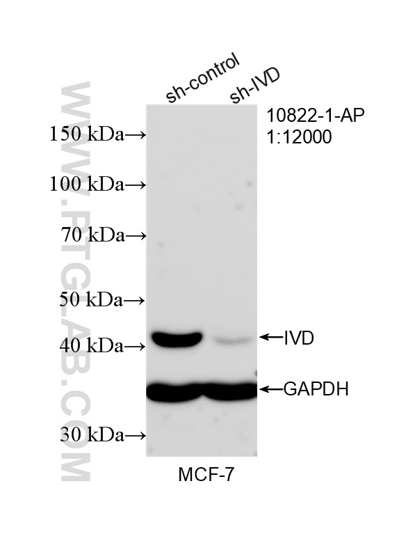 WB analysis of MCF-7 using 10822-1-AP WB analysis of MCF-7 using 10822-1-AP