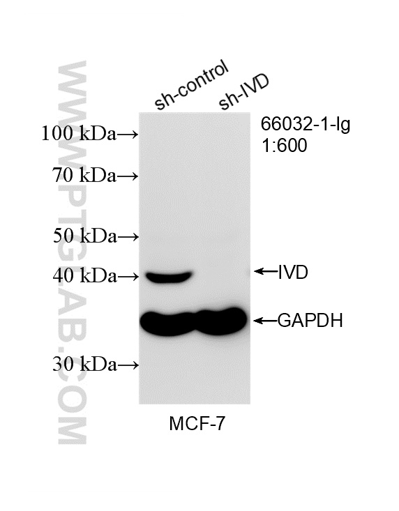 WB analysis of MCF-7 using 66032-1-Ig