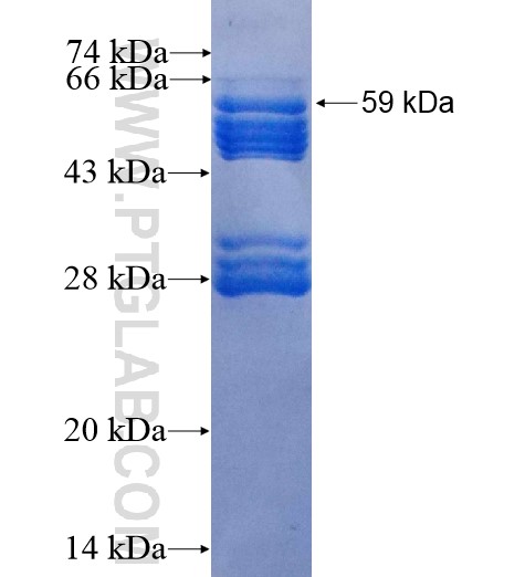 IWS1 fusion protein Ag10554 SDS-PAGE