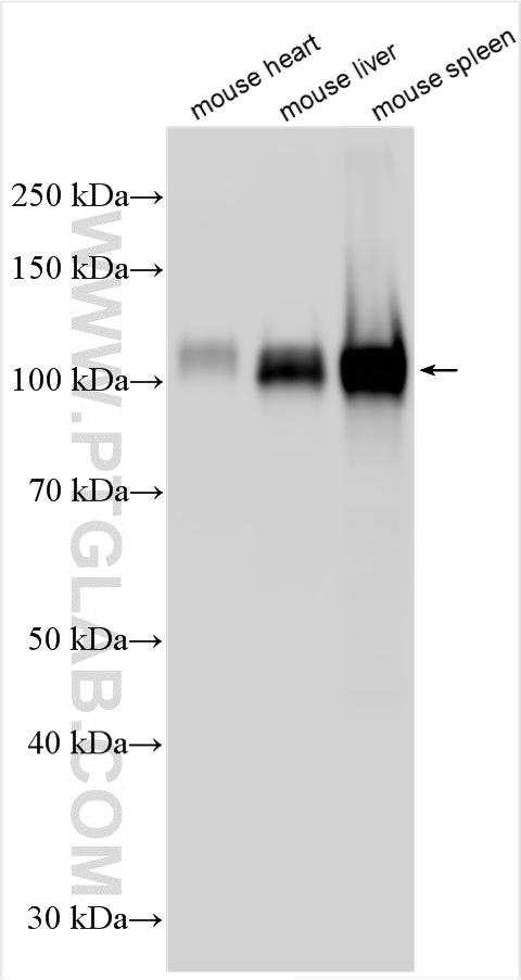 WB analysis using 30324-1-AP