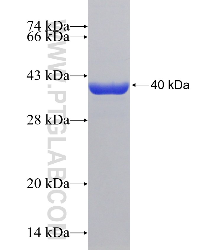 Ifn Gamma fusion protein Ag23462 SDS-PAGE Ifn Gamma fusion protein Ag23462 SDS-PAGE