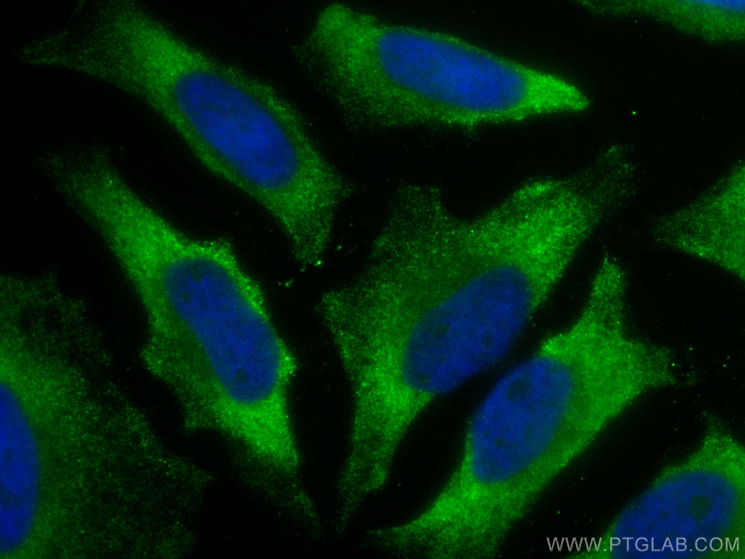 IF Staining of HeLa using CL488-10268