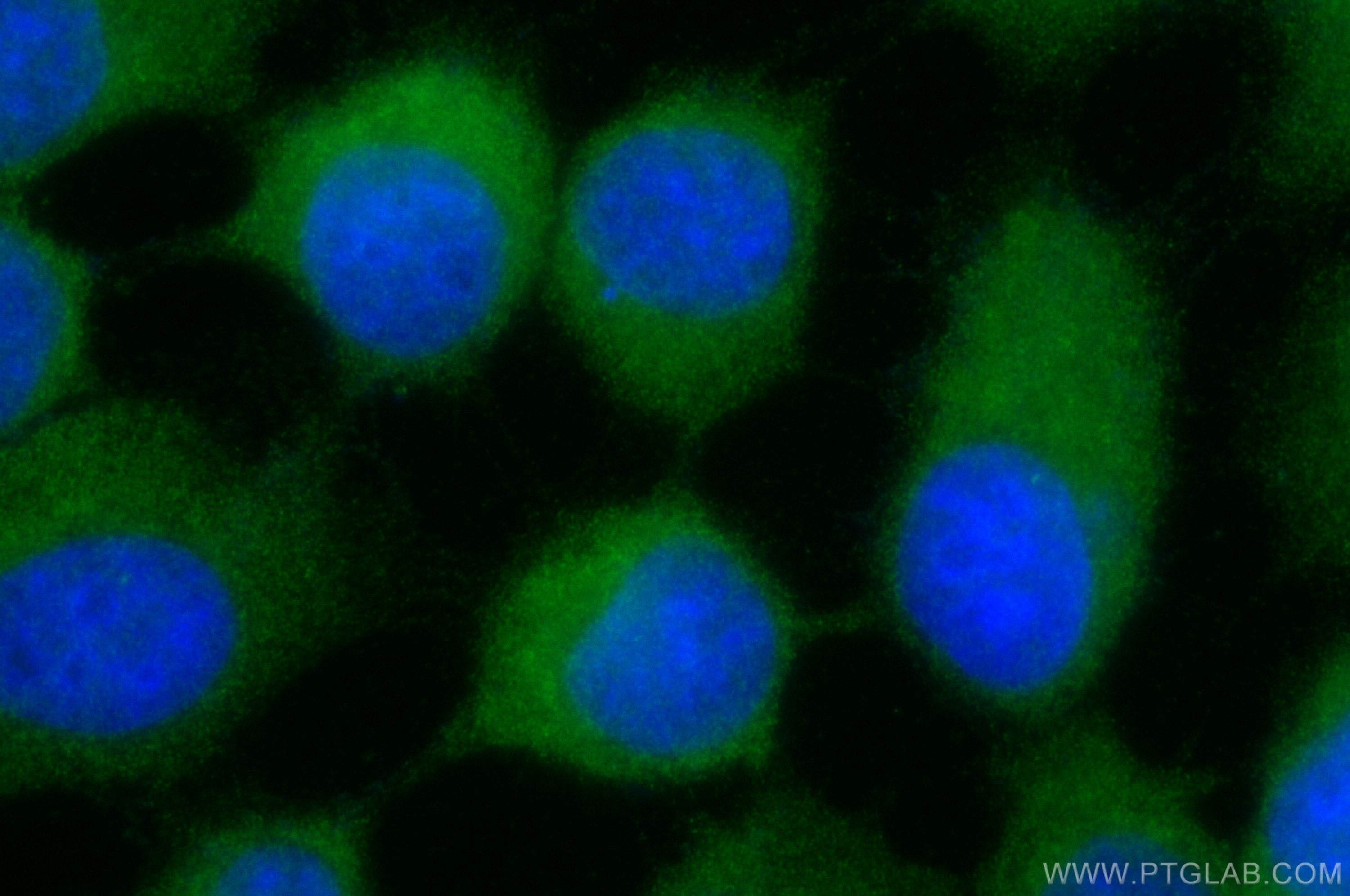 IF Staining of A431 using CL488-10268