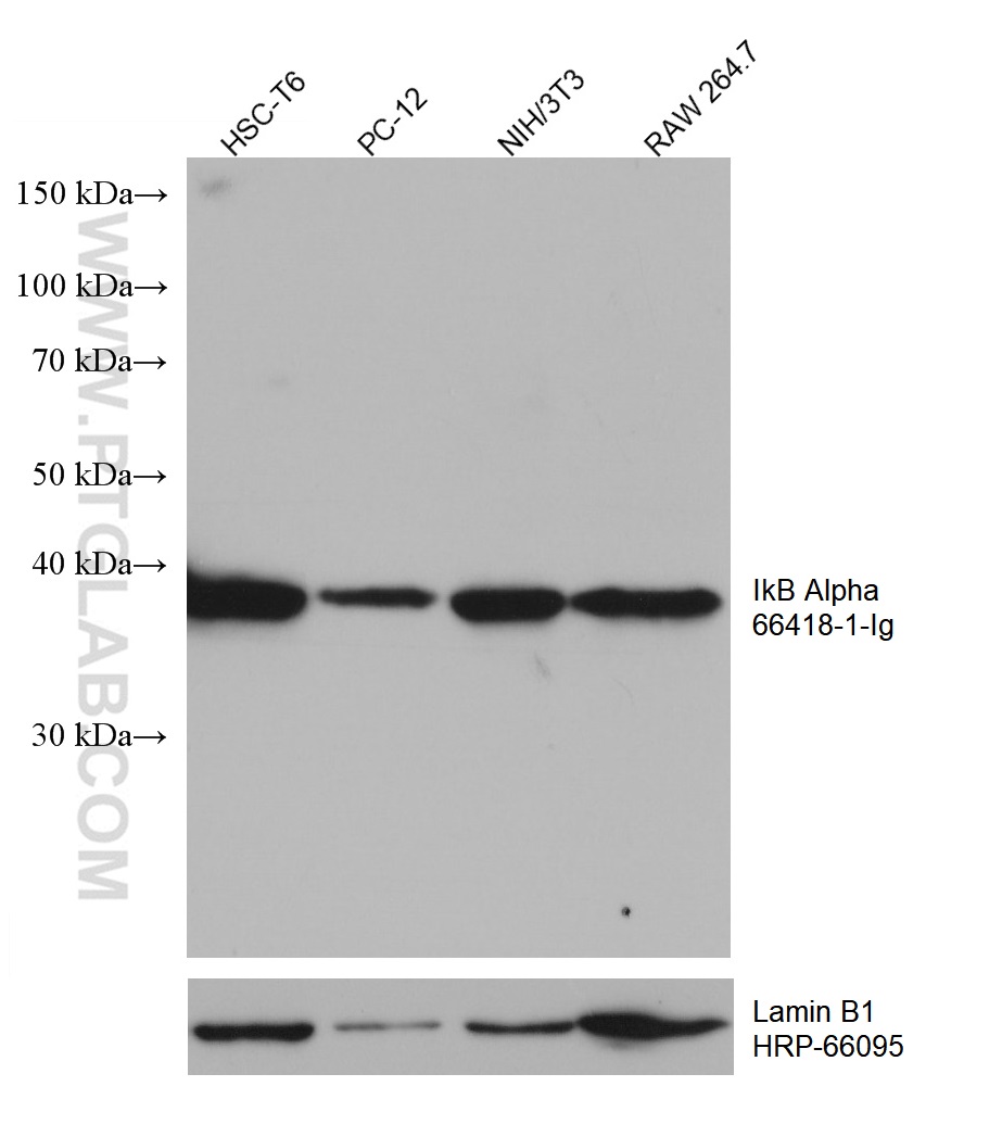 WB analysis using 66418-1-Ig