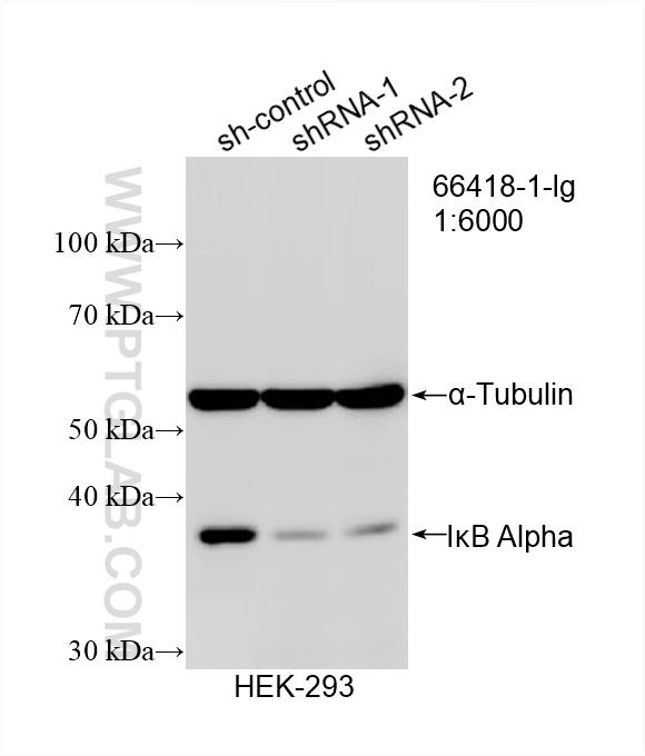 WB analysis of HEK-293 using 66418-1-Ig (same clone as 66418-1-PBS)