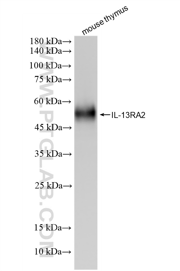 WB analysis of mouse thymus using 85631-7-RR