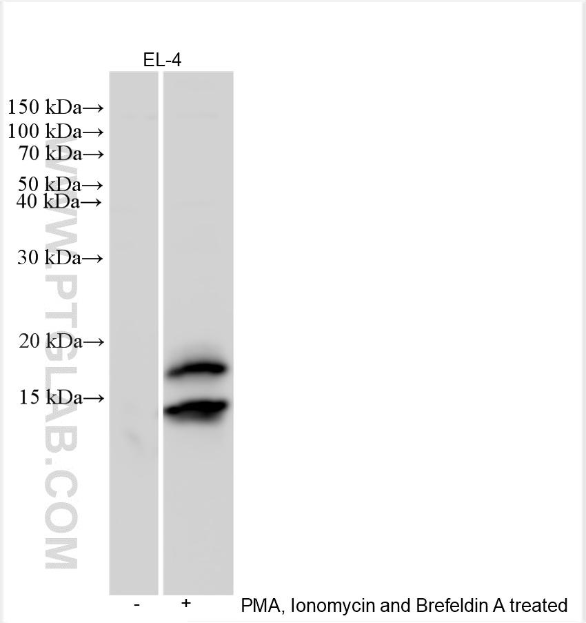 WB analysis using 26163-1-AP