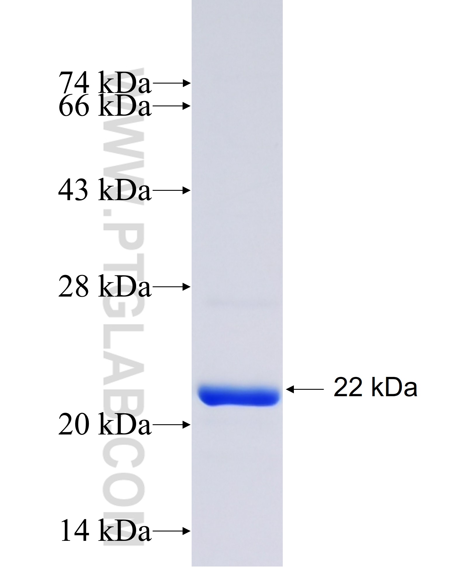 IL-1B fusion protein Ag23465 SDS-PAGE IL-1B fusion protein Ag23465 SDS-PAGE