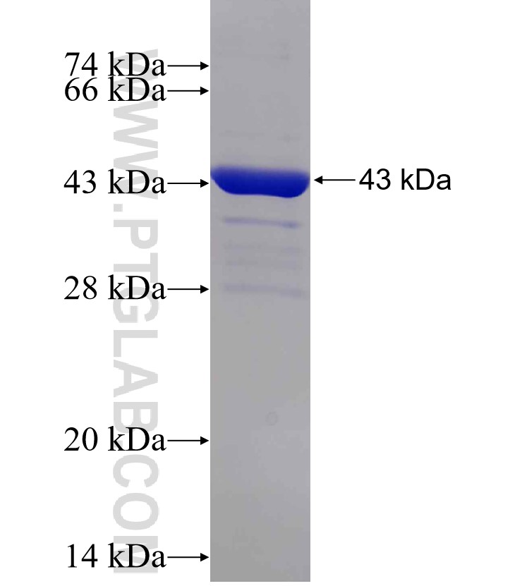 IL-2 fusion protein Ag24079 SDS-PAGE