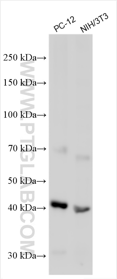 WB analysis using 30012-1-AP