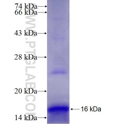 IL-4 fusion protein Ag24492 SDS-PAGE IL-4 fusion protein Ag24492 SDS-PAGE