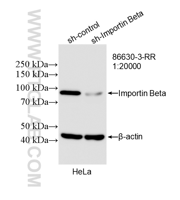 WB analysis of HeLa using 86630-3-RR (same clone as 86630-3-PBS) WB analysis of HeLa using 86630-3-RR (same clone as 86630-3-PBS)